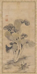A Cabbage Plant