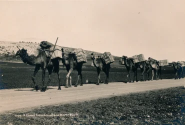 A Camel Train Bound for Damascus