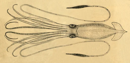 A Diagram of the Giant Squid