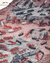 A Fierce Slave Raid in the Ant World