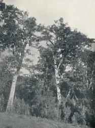 A Forest of Antarctic Beech at Temuco