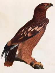 A Colour Illustration of a Brown Bird