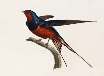 A Colour Illustration of a Brown and Blue Bird