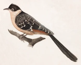 A Colour Illustration of a Grey Bird