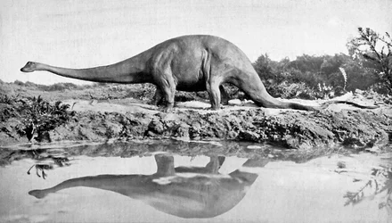 A Diplodocus
