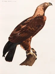 A Full Page Colour Illustration of an Eagle