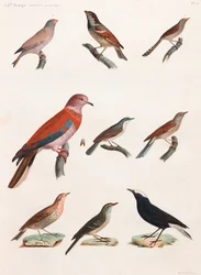 Series of Birds (color illustrations)