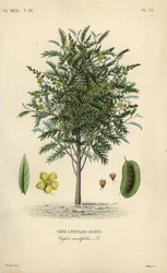 Alexandrian senna