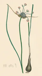 Allium oleraceum, var. genuinum. Field Garlic, var. a, 19th Century