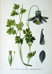 Alpine Columbine