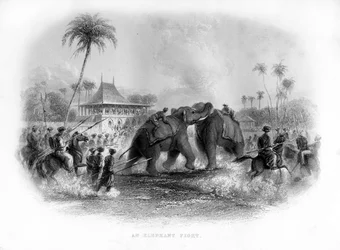 An elephant fight, India