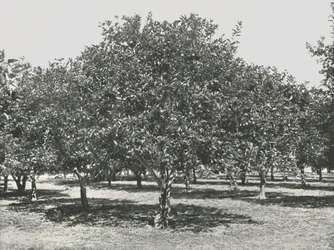 An Orange Grove Near the City, St Augustine, USA
