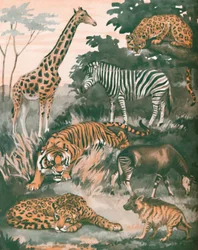 Animals Helped by Spots and Stripes