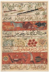 Animals, Precious Stones, Coins, and Musical Instruments (recto), Animals, Birds, and Plants (verso)