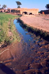 Animals grazing beside an irrigation or drainage ditch, Egypt, 20th Century