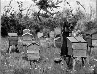 Apiary of wooden hives, Lismore, Ireland, 1890