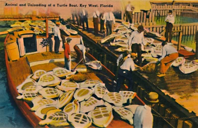 Arrival and Unloading of a Turtle Boat, Key West, Florida