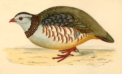 Barbary Partridge