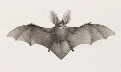 Bat-Eared Variety, Bats in Egypt