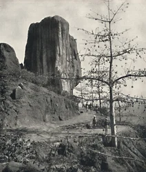 Bombax Malabaricum with Ripe Seeds