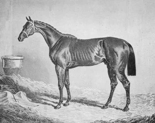 Bay Middleton, 1833-1857