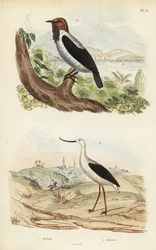 Bearded bellbird, Procnias averano, and American avocet, Recurvirostra americana