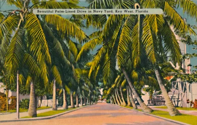 Beautiful Palm-Lined Drive in Navy Yard, Key West, Florida, c. 1940s