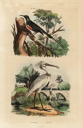 Beautiful Sunbird and Common Spoonbill