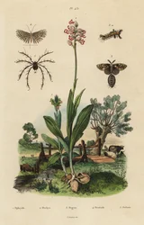 Bee Orchid, Monkey Orchid, Rusty Tussock Moth, Twenty-plume Moth, and Oribata Geniculata Mite