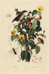 Black-cheeked Gnateater, Handsome Sweetpea, and Inostemma Boscii Wasp