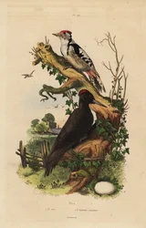 Black Woodpecker and Great Spotted Woodpecker