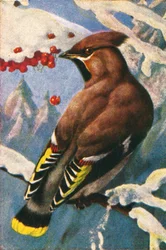 Bohemian Waxwing