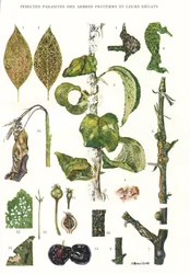 Botanical Board, Fruit Tree Parasites