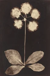 Botanical Photogram, 1860s