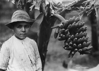 Boy with Bananas Growing on a Tree, Tenerife, Canary Islands, Spain