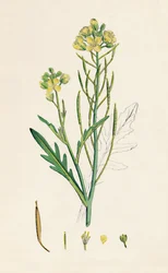 Brassica Tenuifolia. Wall Rocket, 19th Century