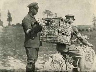 British Army Carrier Pigeons in France