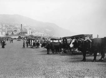 Bullock Carriages, Madeira, Portugal, c1920s-c1930s