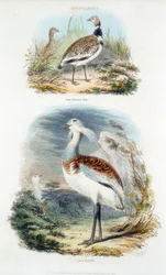 Bustards, 1835