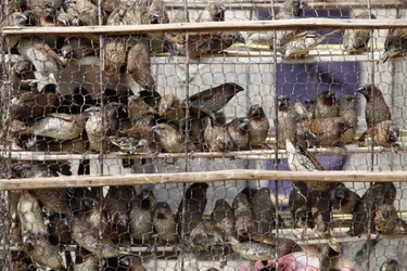 Caged Birds, Udong, Cambodia