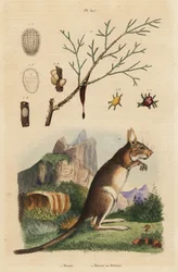 Cape hare, Lepus capensis, and manna ash, Fraxinus ornus