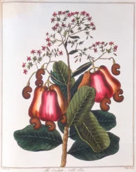 Cashew Nut - Anacardium Occidentale