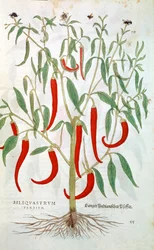 Cayenne Pepper Plant Capsicum, 16th Century