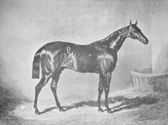 Charles XII, Winner of the St. Leger 1839
