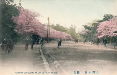 Cherry Blossoms At Uyeno Park Tokyo