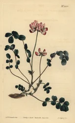 Chinese milkvetch or Umbellated astragalus