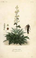 Chinese rhubarb or rhubarb root, Rheum palmatum
