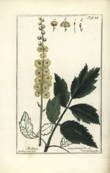 Cimicifuga, Cimicifuga racemosa or black cohosh, Actaea racemosa (black cohosh)