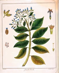 Cinchona Jesuits or Peruvian Bark
