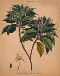 Cinchona. The Caribbean Jesuits Bark